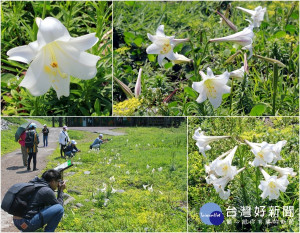 龜山島上的百合花又開始綻放了。（圖／陳木隆攝）