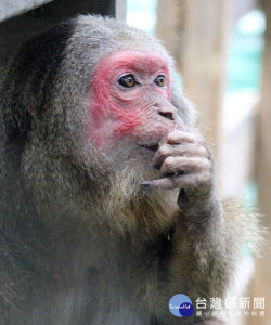 壽山動物園四月主題動物－截尾獼猴。（圖／記者李祖東攝）