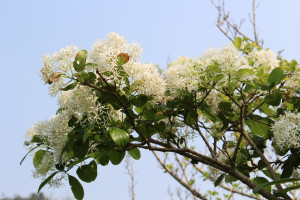 生於枝梢頂端的流蘇花序（圖／台北市公園處提供）