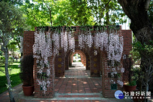 嘉義公園石斛蘭宛如粉色瀑布 市府邀請民眾一同來賞花