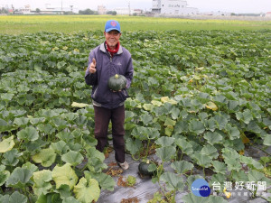 黃後守的南瓜。林重鎣攝