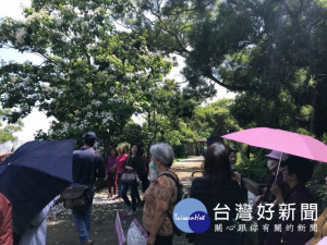 

 外埔區永豐里水流東油桐樹，結滿如雪的花朵，最近遊客至賞花，嗜喜賞油桐花花景的民眾勿失良機。（記者陳榮昌攝）