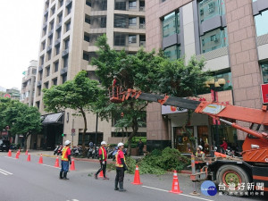 防颱護樹總動員　北市6月底完成行道樹計畫修剪