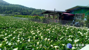 竹子湖白色海芋賞花期間至5月底（圖／北市府產業局提供）