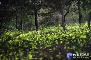 用鏡頭享受五星螢火蟲生態之美，悠遊嘉義尋寶趣