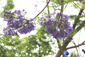 藍花楹春天開花，花朵著生於枝條，花序密集（圖／北市府工務局提供）