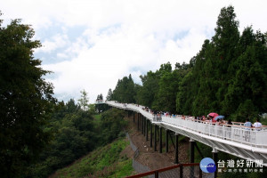 南投清境高山景觀步道變成金雞母。（記者扶小萍攝）