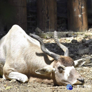 壽山動物園將於18日舉辦5月主題動物─弓角羚羊「不用修剪的可愛瀏海」教育推廣活動。