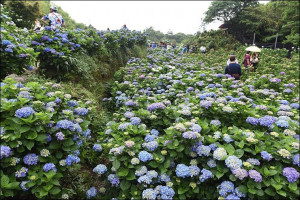 繡球花田（圖／台北市警察局交通警察大隊提供）