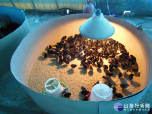 動保處提醒注意禽舍通風及保溫措施。