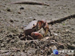 援中港濕地陸蟹釋幼。