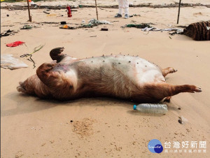 非洲豬瘟中央災害應變中心24日表示，金門縣獅山海灘的海漂死豬，再傳經檢驗後確認帶有非洲豬瘟病毒，應變中心也宣布將暫停金門地區豬隻及其產品輸往台灣及其他離島至少1週，但經查核通過的7家公司生產的豬肉乾及豬肉鬆，仍可輸往台灣本島及其他離島。（圖／農委會防檢局）