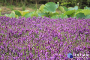 香彩雀-天使花捎來幸福的問候（圖／北市大地工程處提供）