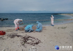 屏東小琉球海岸日前發現豬屍　