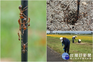 入侵紅火蟻現蹤宜蘭科學園區，相關單位人員對蟻丘施藥並採取擴大監測措施。（圖／宜蘭縣動植物防疫所提供）