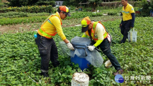 防治病媒蚊　北市多管齊下加強菜園登革熱防疫