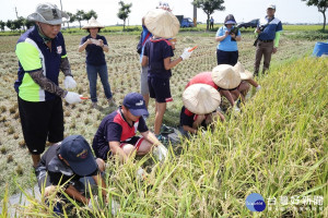 食農教育推廣 大同國小收割趣