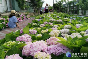 泰山區黎明步道花園一片繡球花海，粉紅、粉藍、粉紫色花團錦簇相當吸睛，吸引不少人前來朝聖，更有新人特別外拍婚紗留下甜蜜紀念。（圖／記者黃村杉攝）