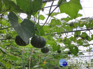 端午節連假媒體同仁受邀來到位於鶯歌區標榜有機農場，體驗一日農夫樂趣。