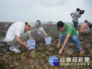 

市議員吳敏濟十日上午邀集海岸資源漁業發展所長吳建威、農委會水試所海水繁養中心主任蔡信利等官員，到大甲海域會勘小眼花廉蛤復育情況，並挖出體積大的赤嘴仔，二年的禁採，復育成功，吳議員要求市府7月1日解禁以增加漁民的收入。（記者陳榮昌攝）