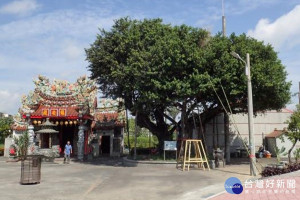 300歲珍貴老榕樹要搬家了。