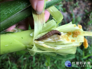 秋行軍蟲（圖／農委會防檢局）