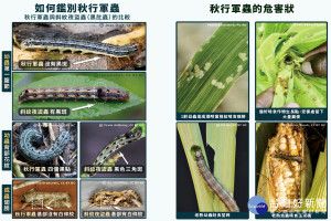 桃園市政府推出秋宣導摺頁，籲請民眾全力防堵秋行軍蟲危害。
