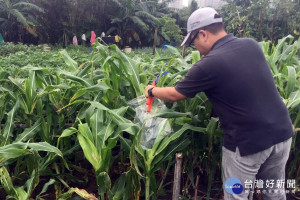 中壢區出現疑似秋行軍蟲案例，市府農業局會同防疫人員按防治作業程序採樣送鑑定，並通報防檢局進行確認。