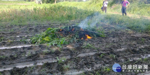 六腳鄉和東石鄉秋行軍蟲災害就地掩埋焚燒