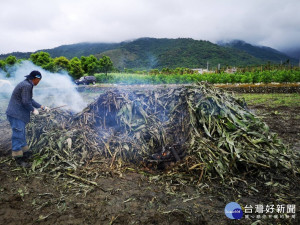 預防秋行軍蟲　台東縣府依《空污法》暫同意農民燒稻草