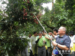 太平農會總幹事余文欽和日本訪客採荔枝。林重鎣攝