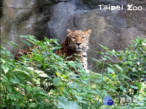 台北市立動物園表示，今年度北市動物園週六星光場，將於明（7月6日）起至8月24日期間的8個週六，夜間延長開放至晚間21時。（圖／台北市立動物園）