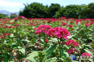 運用1萬3,203夏季草花組成花海（圖／台北市水利處提供）