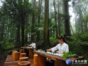 遠離酷熱夏暑最佳選擇 夏季森林茶會7/20登場