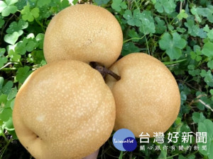 

后里區百大農村青年賴明岐，種植的秋黃品種高接梨已成熟，汁多又甜又脆、肉質細嫩好口味，是嚐鮮最好時刻。（記者陳榮昌攝）