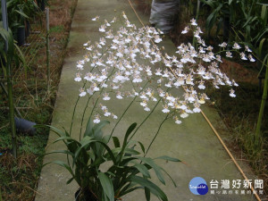 蘭花建立健康指標。林重鎣攝