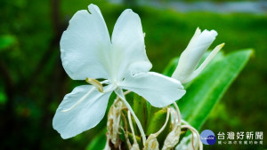 野薑花兩側展開的花瓣及中間那枚寬大花瓣其實都是雄蕊退化而成（圖／台北市工務局提供）