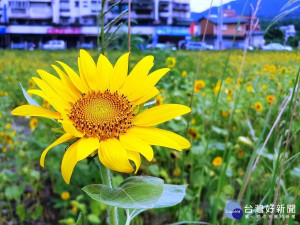 金山區市地重劃區杜鵑公園旁建地的向日葵已綻放，伴隨著陽光搖曳生姿，成為大片黃澄澄的金黃花海