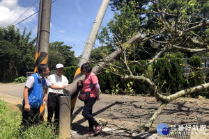 染患褐根病的百年老樹倒下壓斷路燈和電線桿，桃園市議員林昭賢會同里長到現場查看。