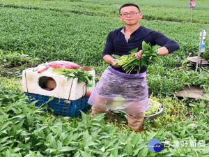 大里空心菜上市。林重鎣攝