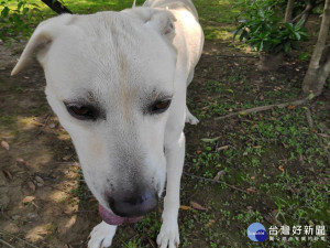 飼養毛孩如育嬰　家中風險要當心