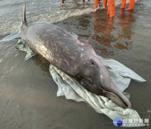 鯨豚擱淺觀音海水浴場，海巡與民齊力救援。

