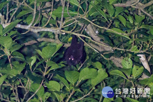 台灣狐蝠在龜山島上安居繁衍。（圖／傅昱翔攝）