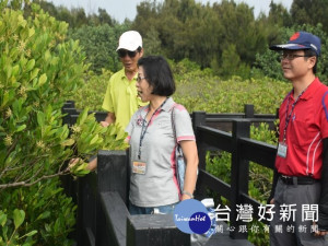 
大安區銜接海域20餘公頃紅樹林，胎生苗落地繁衍，吸引不少生態學者參觀研究，區長周琇茹五日率相關幹部會勘，研究發展觀光設施以爭取遊客。（記者陳榮昌攝）
