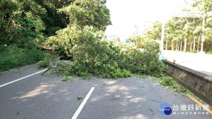 利奇馬颱風過境後造成路樹倒蹋，龍潭警為維護用路安全交管及排除道路障礙。