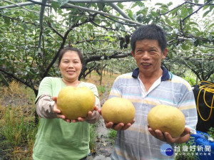 農友種出碩大的寶島甘露梨