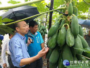 高雄市長韓國瑜到旗山、杉林木瓜產區瞭解農損情況。
