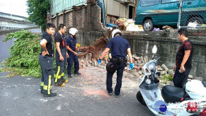 板橋區板城路70之2號前樹木遭強風吹倒於車道上，大觀所副所長潘錫良與警員陳銘峰、吳佳晉等接獲通報後趕赴現場徒手方式將沈重的破碎牆磚瓦片等移至路旁