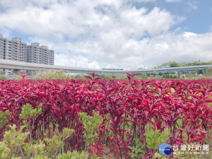 淡海輕軌行政中心站前稼日蒔光基地花海盛開，有天使花、百日草、馬纓丹、夏菫、紫嬌花、灑金變葉木、錦葉紅龍草等