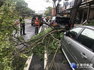 路樹突然倒塌，佔據車道及壓壞停於路旁車輛，警方派員現場處理管制交通疏導車流。